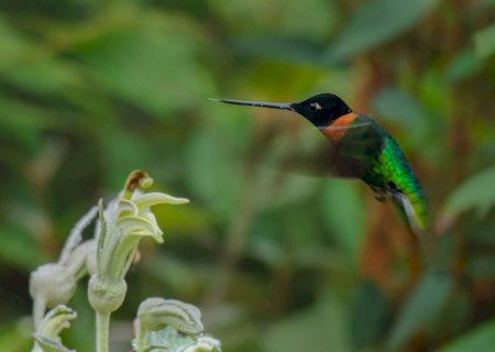 Paraguai vai sediar maior feira de aves da América do Sul em 2026