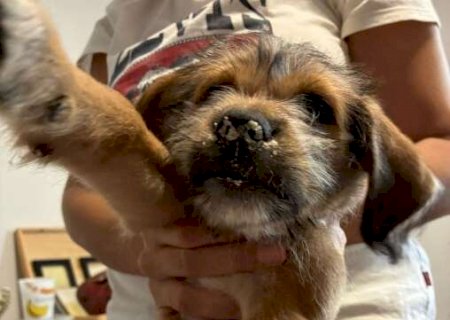 Se o seu c&atilde;o come fezes de gato, cuidado: pode causar pneumonia