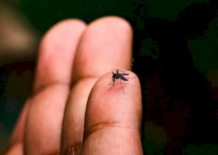 Semana tem baixa incid&ecirc;ncia de dengue com 15 novos casos em MS