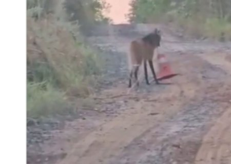 VÍDEO: ‘Guarda da natureza’: lobo-guará é flagrado ‘furtando’ cone de trânsito em MS