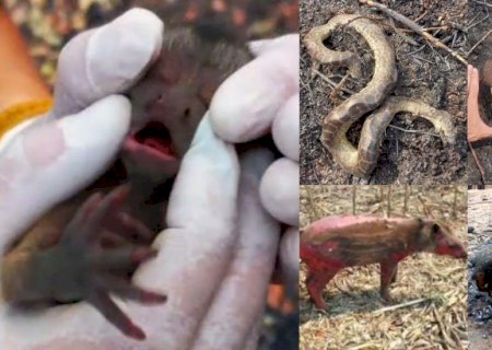 ‘Estima-se que 17 milhões de animais morreram’: sofrimento do Pantanal em chamas sensibiliza em exposição