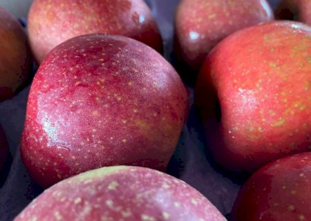 Preço de frutas despenca na Ceasa-MS, mas hortaliças encarecem