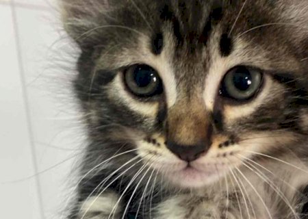 Ozempic, Bobbie Goods: Gatos para adoção com nomes inusitados viralizam na web