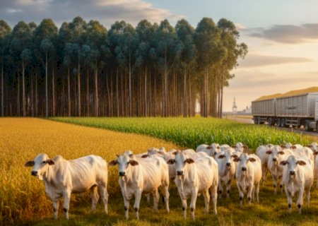Agro de MS cresceu 28 vezes em quase 5 décadas e transformou o Estado em ‘celeiro de fartura’