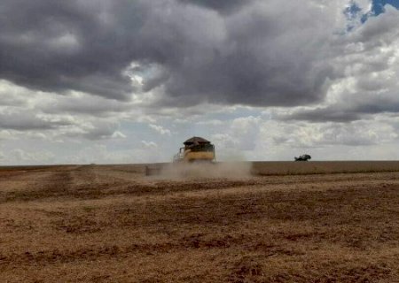 Plantio da soja avança em MS e cobre 16,6% da área cultivável