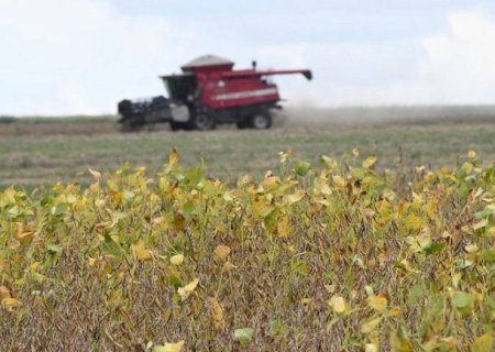 Expectativa recorde marca abertura da safra de soja 2025/2026 em MS