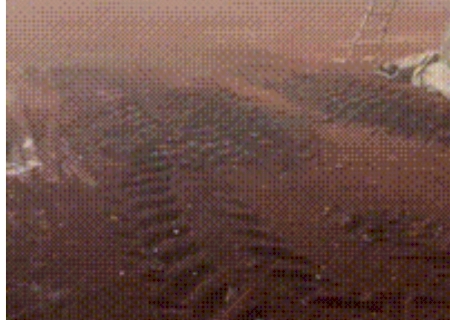 VÍDEO: Vendaval com granizo derruba oito lances de pivô em fazenda de Novo Horizonte do Sul