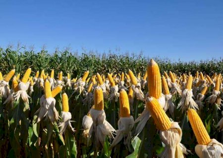 Novo biofungicida da Embrapa controla fungos de solo com at&eacute; 80% de efici&ecirc;ncia