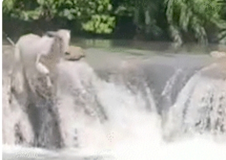 VÍDEO: Parece até Inteligência Artificial: nelore se refresca no Rio Formoso