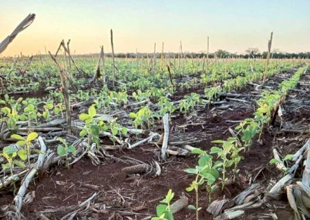 Fátima do Sul, Caarapó e Dourados têm lavouras de soja em condi&ccedil;&atilde;o abaixo do esperado