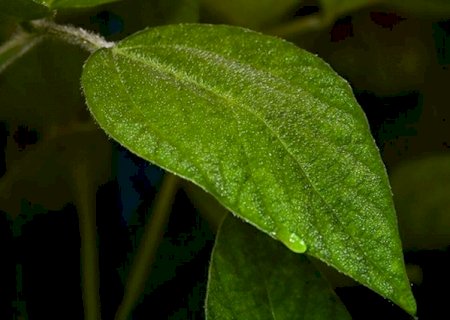 Clima irregular e plantio acelerado favorecem surgimento de pragas na soja