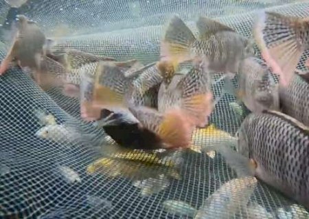 ICMBio identifica tilápia invasora em 3 unidades de conservação em MS