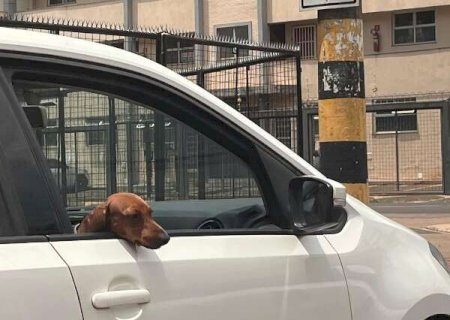Transporte errado de pets no carro pode render multa e maus-tratos