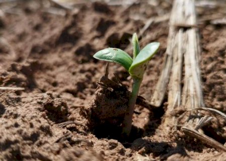 MS atinge 95% do plantio de soja e entra na final da safra 25/26