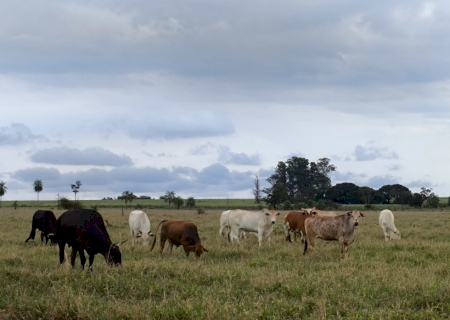 Mato Grosso do Sul tem mais gado do que gente, aponta levantamento