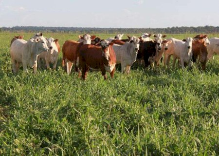 Embrapa cria protocolo para certificar carne com menor emiss&atilde;o de carbono