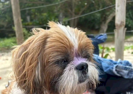 Seu pet toma sol sem protetor? Hábito inocente pode custar caro
