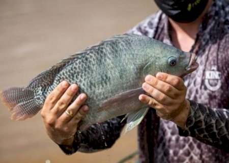 Classificação da tilápia como invasora pressiona controle da aquicultura em MS