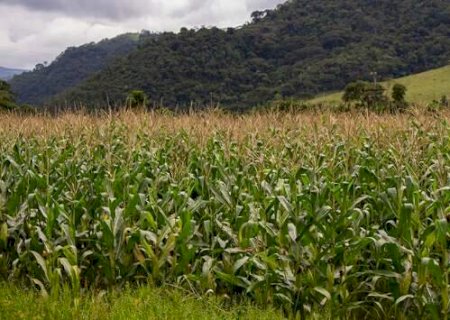 Expansão da cana e força do milho colocam MS no centro do novo mapa do agro