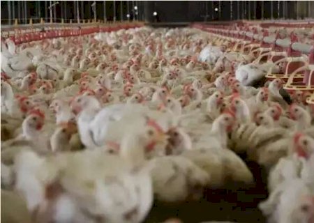 China suspende proibi&ccedil;&atilde;o de importa&ccedil;&atilde;o de carne de frango do Brasil