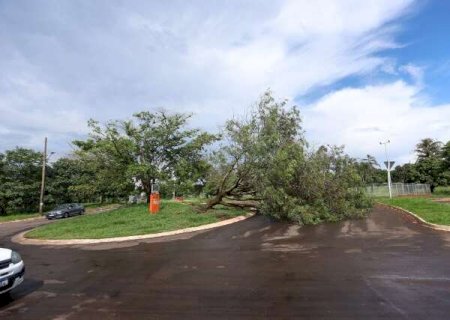 Chuva r&aacute;pida acompanhada de ventos fortes derruba duas &aacute;rvores em Campo Grande