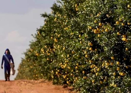 Com 15 mil hectares em produ&ccedil;&atilde;o, MS debate futuro da citricultura em evento