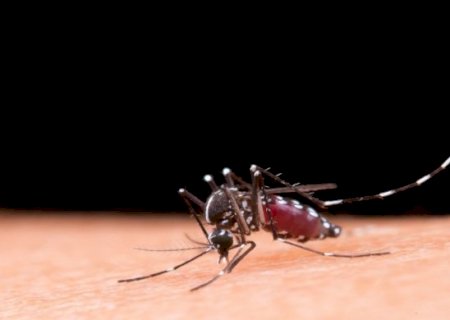 Alta da dengue acende alerta no Pa&iacute;s e especialistas pedem aten&ccedil;&atilde;o aos sintomas