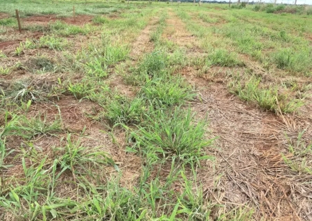 Lagarta devasta pastagens e vira dor de cabeça para produtores no Pantanal