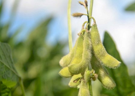 Crescimento médio do PIB de MS puxado pelo Agro supera o da China, afirma economista 