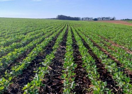 Plantio da soja em MS atinge 99,1% da área e supera média histórica