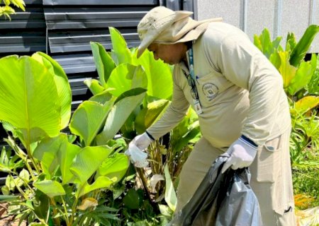 Estudo associa presença da Wolbachia à queda da dengue em Campo Grande