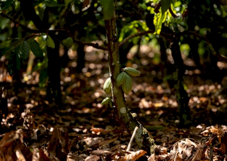 Sicredi na COP30 reforça a importância das cooperativas de crédito como solução estratégica no enfrentamento aos desafios climáticos