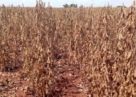 Norte de MS entra em fase crítica da soja sob alerta de seca persistente