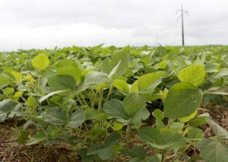 Cr&eacute;dito para investir no campo sobe 26% em MS enquanto custo recua 18%