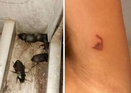 Besouros se multiplicam e causam queimaduras em moradores de MS