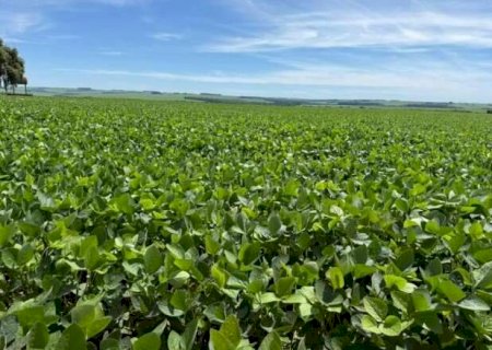 Chuvas moderadas mant&ecirc;m lavouras de soja e milho em boas condi&ccedil;&otilde;es em MS
