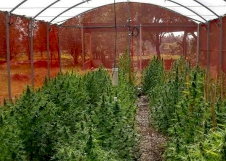 Anvisa autoriza planta&ccedil;&atilde;o de cannabis para uso medicinal no Brasil