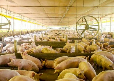 Vigil&acirc;ncia sanit&aacute;ria avan&ccedil;a e pode impactar custo da ra&ccedil;&atilde;o na suinocultura de MS