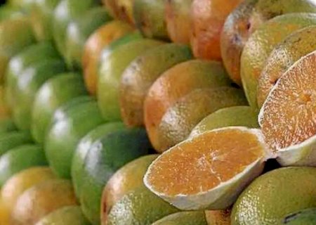 Mercado de laranja começa 2026 em ritmo lento