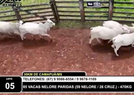 Pecuarista &eacute; acusado de golpe de R$ 8 milh&otilde;es na compra de gado em MS