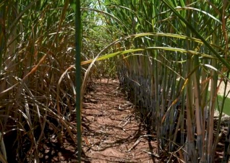 Ministério da Agricultura estabelece parâmetros para cultivo de cana em MS