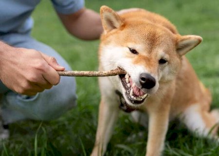 Não é brincadeira, o instinto de caça não sai do DNA dos cães