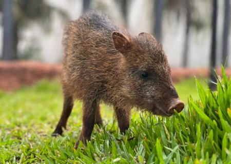 Conheça Flora, fêmea de cateto que não pode voltar à natureza e encontrou no Bioparque Pantanal um novo lar