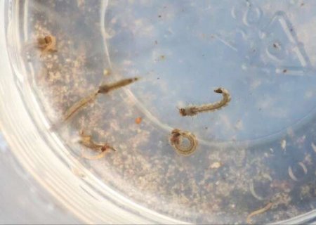 Chikungunya inicia ano com alta de 133% nos casos, após recorde de mortes em MS; Fátima do Sul, Corumbá e Jardim concentram a maior incidência de casos prováveis