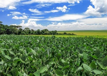 Regi&atilde;o sul lidera &aacute;reas irregulares de soja em MS e v&ecirc; saca desvalorizar