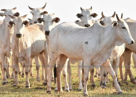 Fios soltos matam rebanho e empresa de energia terá que pagar R$ 85 mil à fazenda em MS