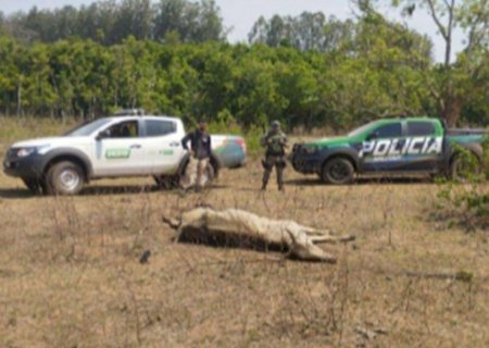 Fazenda multada em R$ 530 mil é investigada por maus-tratos a bovinos e irregularidades ambientais