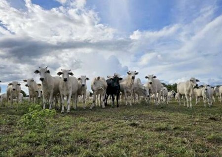 Pastagens degradadas recuam 52% em MS com mudança no manejo
