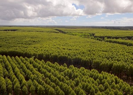 MS firma parceria para ampliar produ&ccedil;&atilde;o de eucalipto no estado