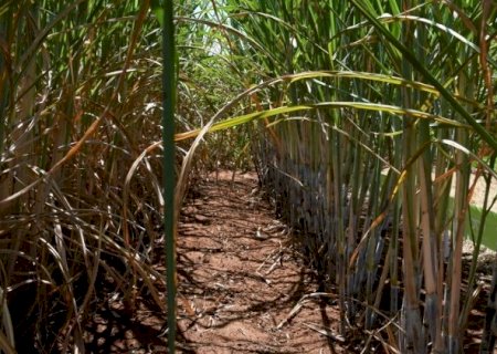 Calor e tempo seco marcam a semana em MS e elevam risco para milho e cana